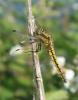 Orthetrum cancellatum